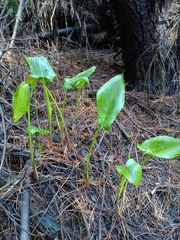 Zantedeschia aethiopica