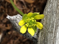 Ranunculus lapponicus
