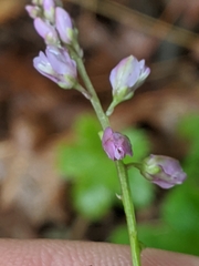 Polygala polygama