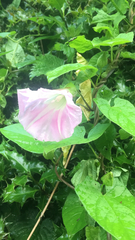 Calystegia × pulchra
