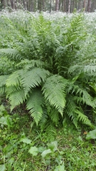 Athyrium filix-femina