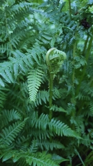 Athyrium filix-femina