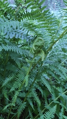 Athyrium filix-femina
