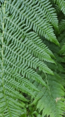Athyrium filix-femina