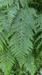 Athyrium filix-femina