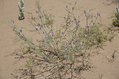 Astragalus hyrcanus