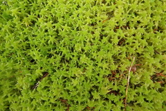 Sphagnum pacificum