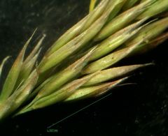 Agrostis curtisii