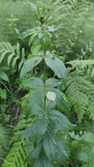 Lysimachia vulgaris