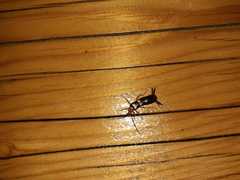 Forficula smyrnensis