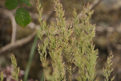 Agrostis curtisii