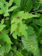 Ampelopsis glandulosa
