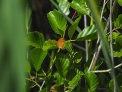 Coenonympha oedippus