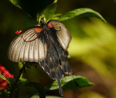 Papilio lowii