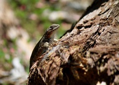 Sceloporus graciosus gracilis