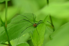 Leiobunum calcar
