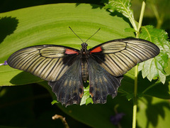 Papilio lowii