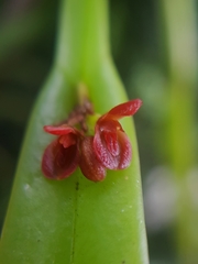 Acianthera pantasmi