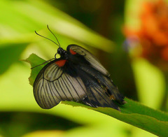 Papilio lowii