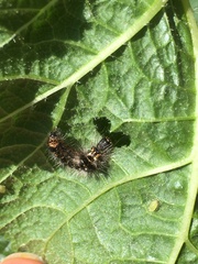Acronicta rumicis