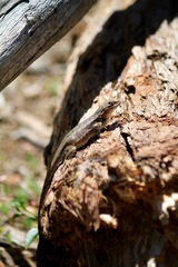 Sceloporus graciosus gracilis