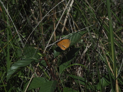 Coenonympha oedippus