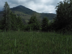 Coenonympha oedippus