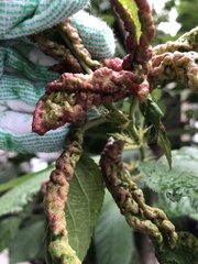 Brachycaudus helichrysi