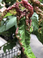 Brachycaudus helichrysi