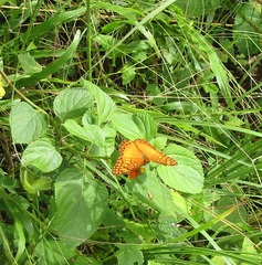 Euptoieta hegesia
