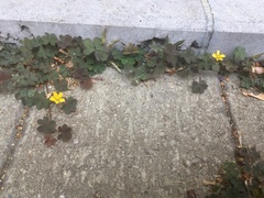 Oxalis corniculata