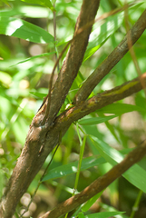 Hypericum lobocarpum