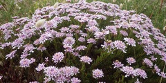 Iberis procumbens