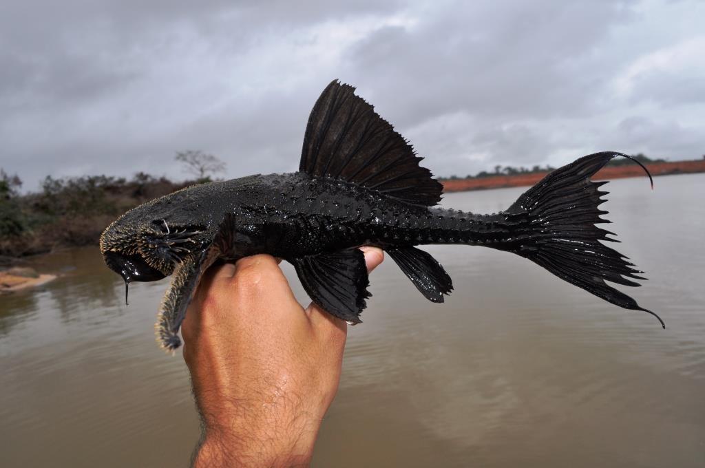 Lyre-Tail Pleco