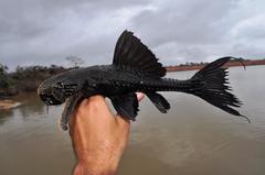 Lyre-Tail Pleco photo 1