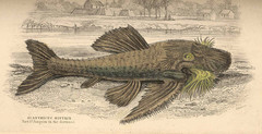 Lyre-Tail Pleco photo 2