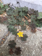 Oxalis corniculata