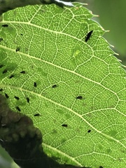 Brachycaudus helichrysi