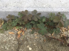 Oxalis corniculata