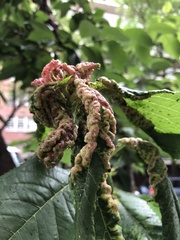 Brachycaudus helichrysi