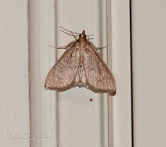 Framinghamia helvalis