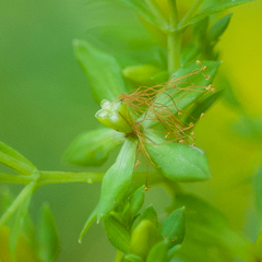 Hypericum lobocarpum