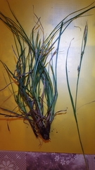 Carex depauperata