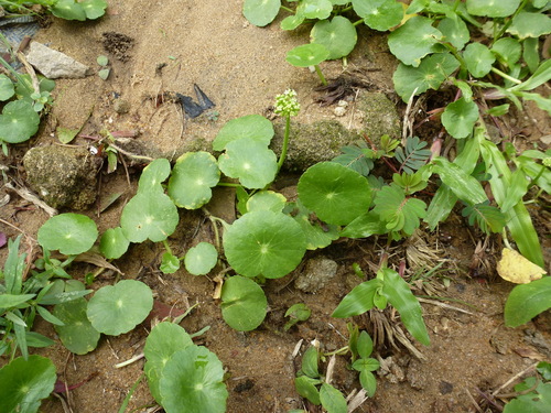 largeleaf pennywort