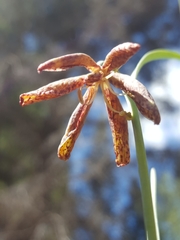 Fritillaria atropurpurea