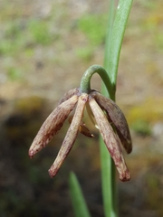 Fritillaria atropurpurea