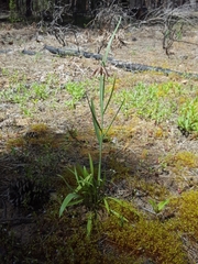 Fritillaria atropurpurea