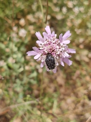 Leucocelina