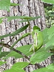 Hyla cinerea