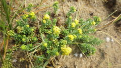 Galium arenarium